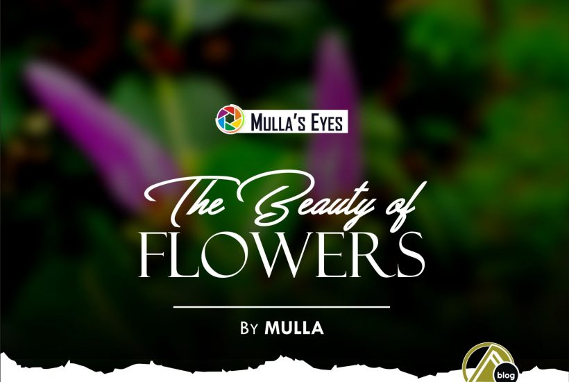 THE BEAUTY OF FLOWERS (Taken By Mulla) 4 (1)